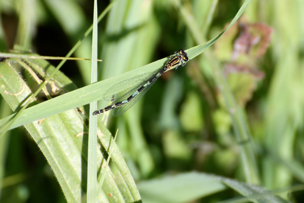 Tutte Coenagrion puella?  No, Coenagrion pulchellum